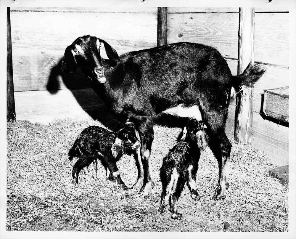 Josephina the Goat with Newborns