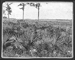 Landscapes in the Miami region, approximately 1897-1899