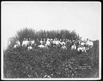 Agriculture in the Everglades, ca. 1900-1912.