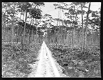 Tamiami Trail, 1899-1934 (bulk 1920-1928)