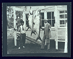 Fishing catches from Biscayne Bay and environs, circa 1900-1910.