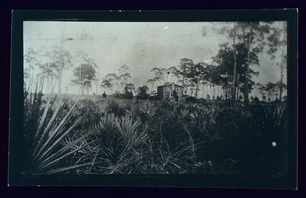 Homesteading in pine woods (now Miami Shores), 1900-1917. - 1. Peterson homestead, 1917.
