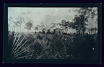 Homesteading in pine woods (now Miami Shores), 1900-1917.