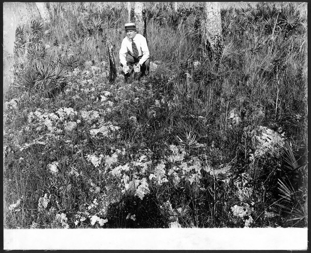Sisal plantation on the Perrine Grant, circa 1920. - 1. Southwest of Homestead, Fla., and Royal Palm Hammock. Eroded oolitic limestone on surface in pinelands. Man holding several rocks.