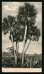 Everglades scenery, circa 1905-1920.